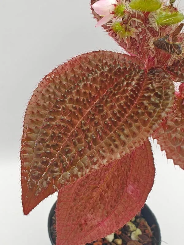 triolena involucrata red triolena involucrata red