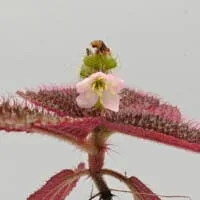 triolena involucrata red triolena involucrata red
